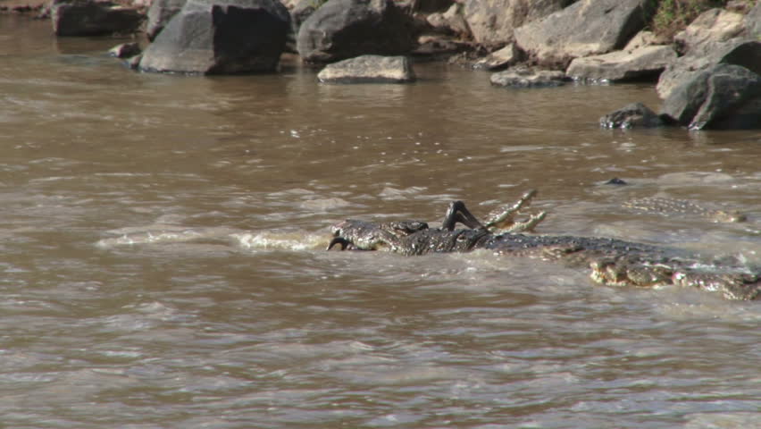 crocodiles fight over a dead wildebeest, two.
