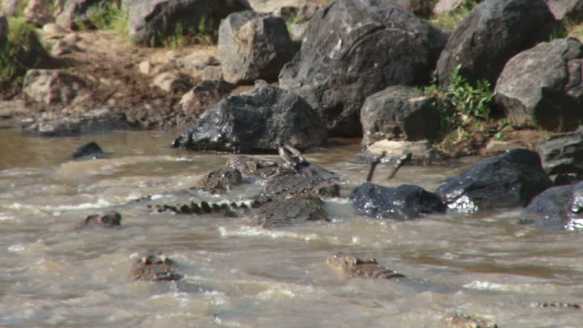 crocodiles fight over a dead wildebeest, one.
