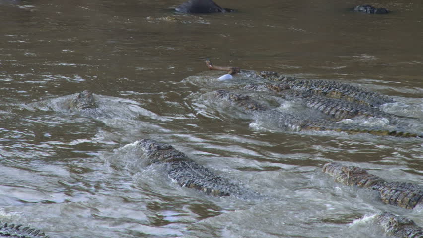 crocodiles fight over a dead wildebeest, four
