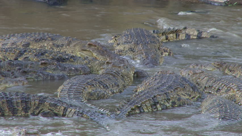 crocodiles fight over a dead wildebeest, five.
