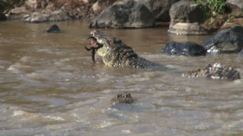 crocodiles fight for a dead wildebeest.
