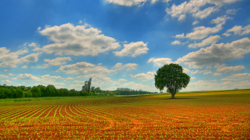 Lonely tree in field, HD time lapse clip, high dynamic range imaging 