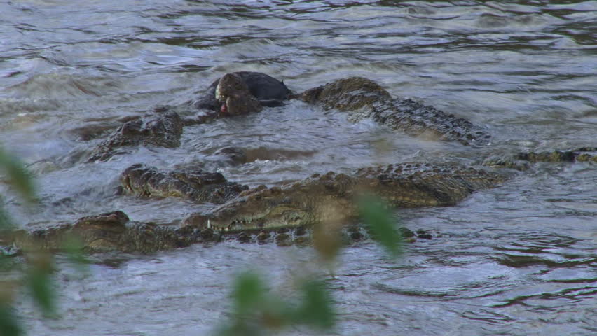 crocodiles fight for a dead wildebeest one.
