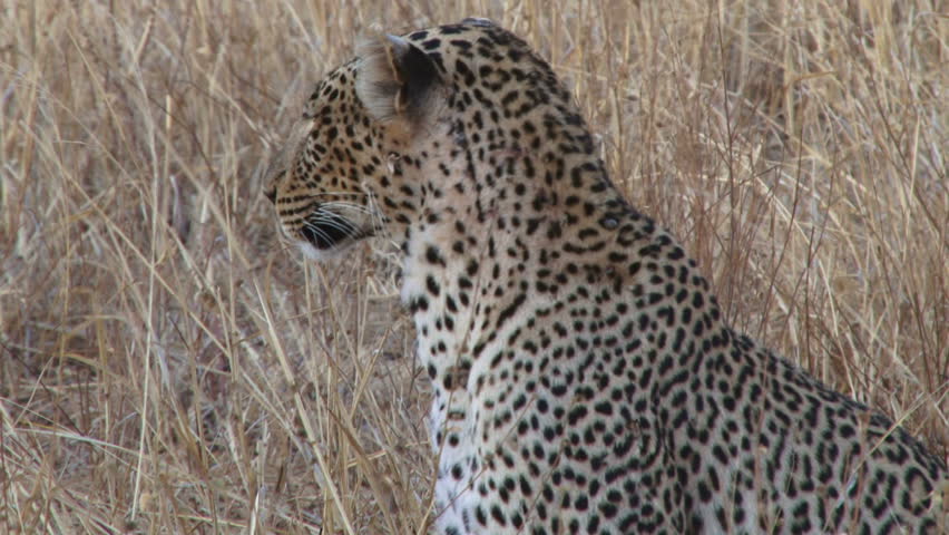 close up of a leopard in dry grass.
