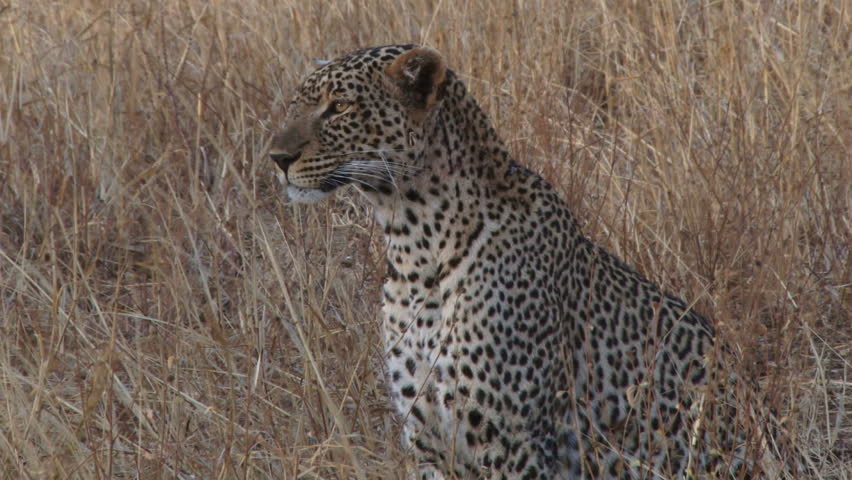 close up of a leopard in dry grass 1.
