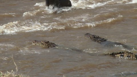 A young wildebeest strugles to free himself from the jaws of a crocodile, but loses the battle.
