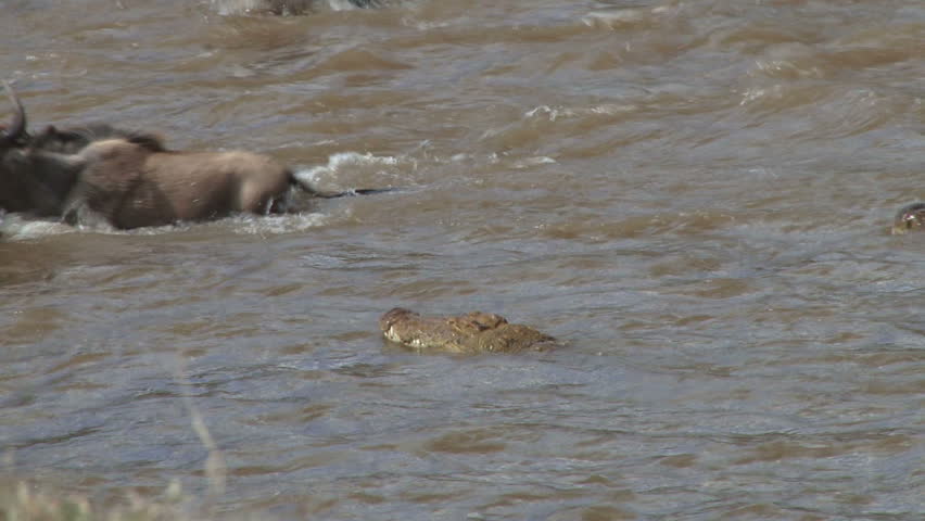 a nile crocodile joins in the hunt for wildebeest crossing mara river.
