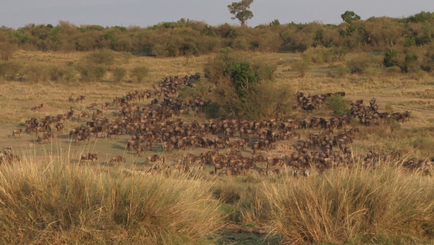 a group of wildebeests walk slowly in the morning light.
