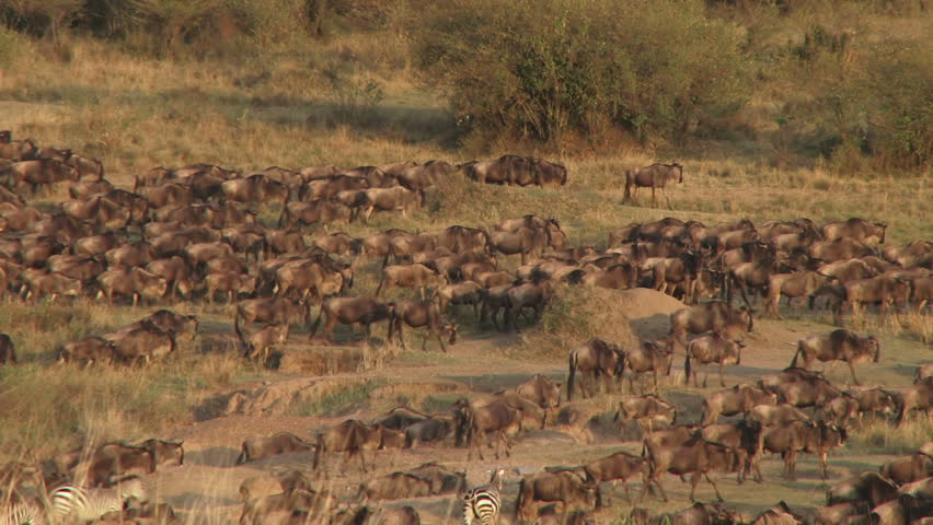 a group of wildebeests walk slowly in the morning light 2.
