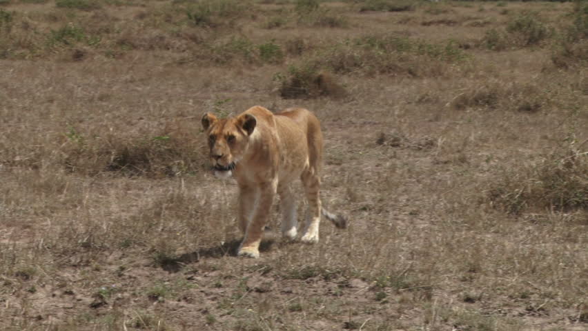 a lioness walks towards the camera.
