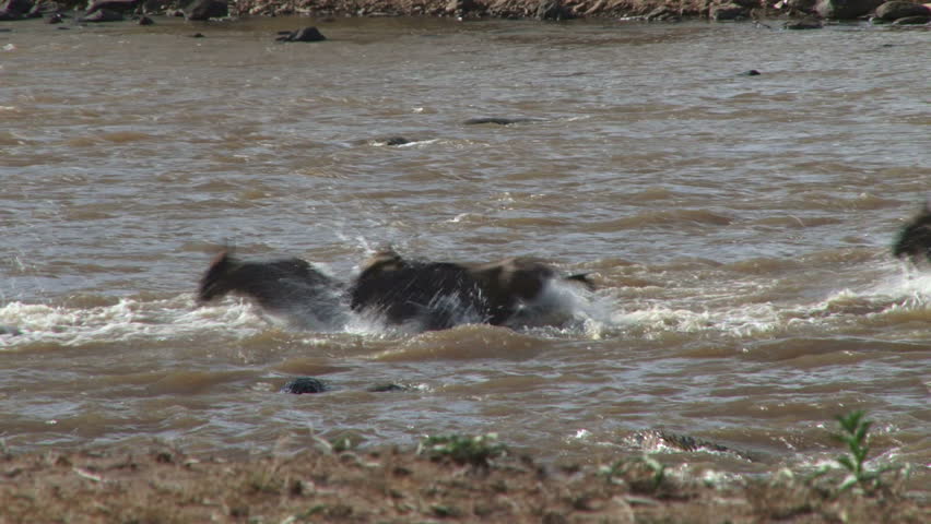 a crocodile swims away from crossing wildebeests.
