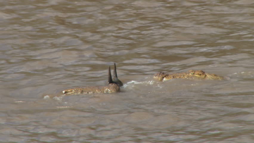 a crocodile carries a dead wildebeest away to the river bank.
