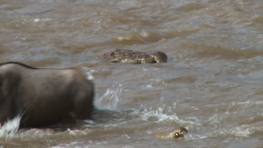A baby wildebeest is taken by a crocodile while crossing mara river
