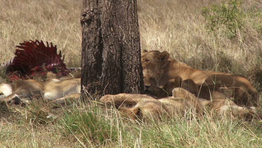 zoom out of a pride of lions resting under the shade.
