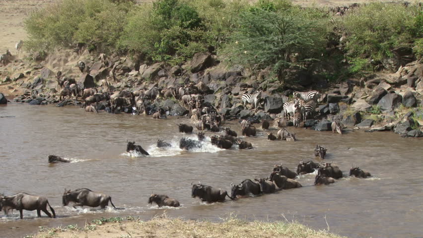 wildebeests crossing mara river facing the camera 1.
