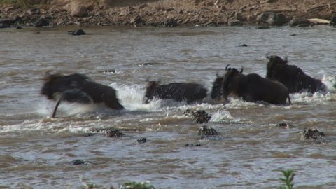 two wildebeests are cought by several crocodiles while crossing mara river.

