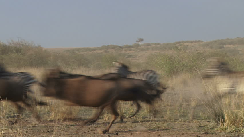 wildebeests pass infront of camera chased by a lion.
