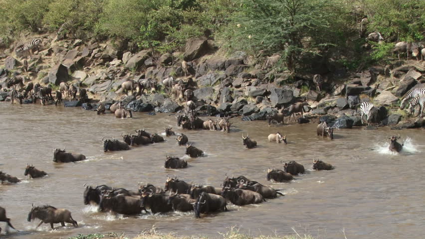 wildebeests crossing mara river facing the camera four.
