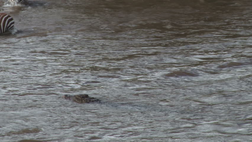 several crocodiles try hunting zebras during a crossing.
