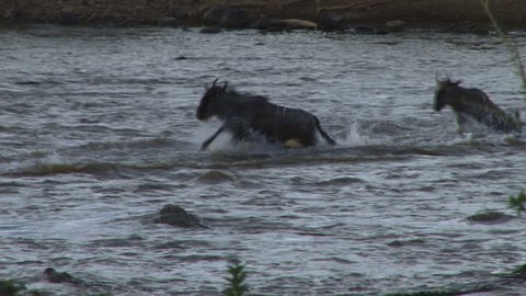 three wildebeests escapes death narrowly from a crocodile.
