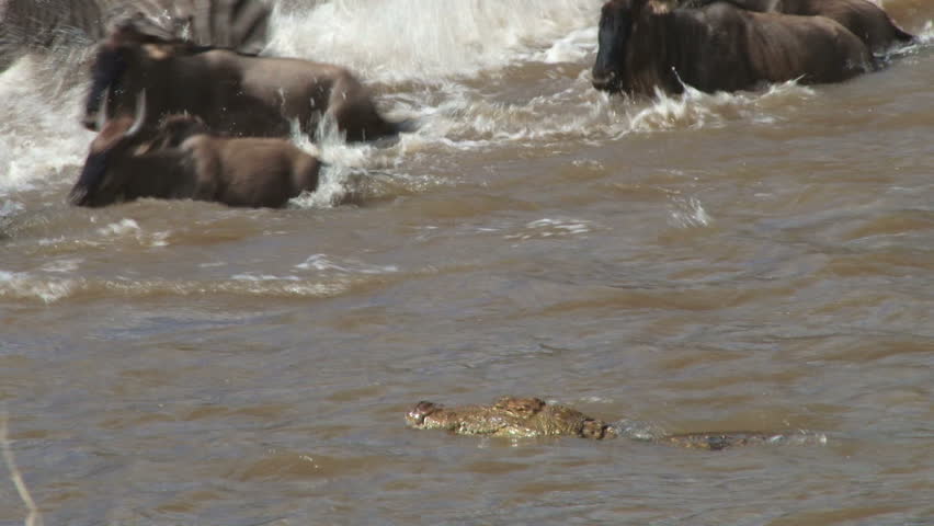 nile crocodiles agressively hunting wildebeests while crossing mara river.

