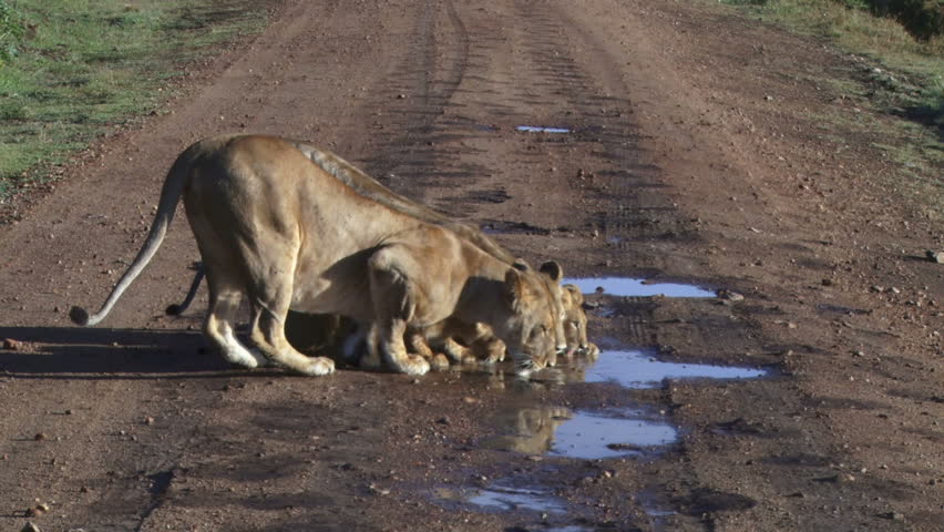 lions and cubs drinking rain water on the road.
