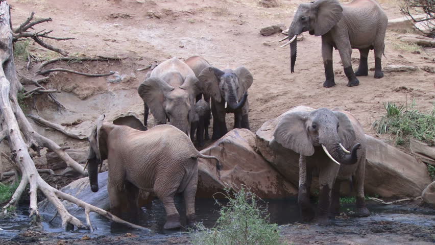 elephants in a waterhole.
