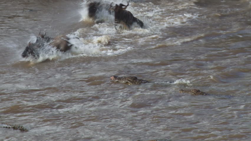 crocodiles hunt wildebeests together, two.
