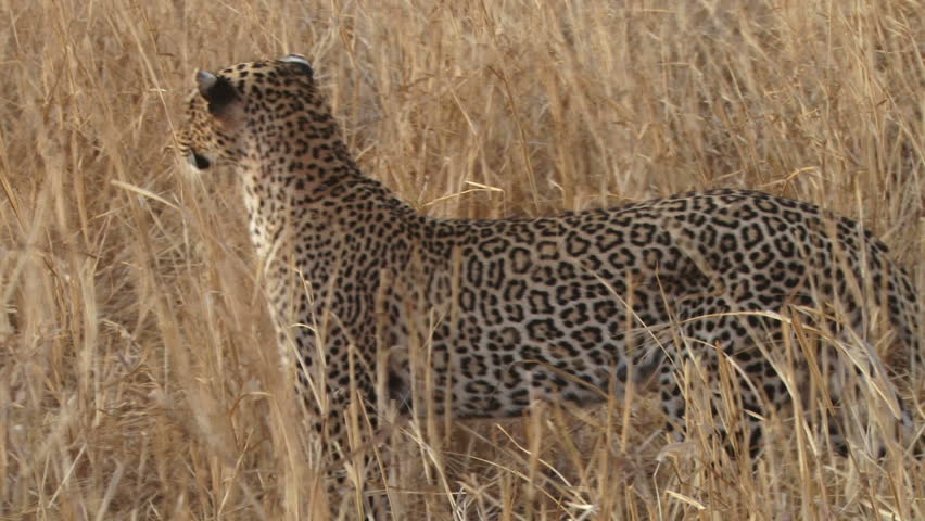 beautiful patterns of a leopard.
