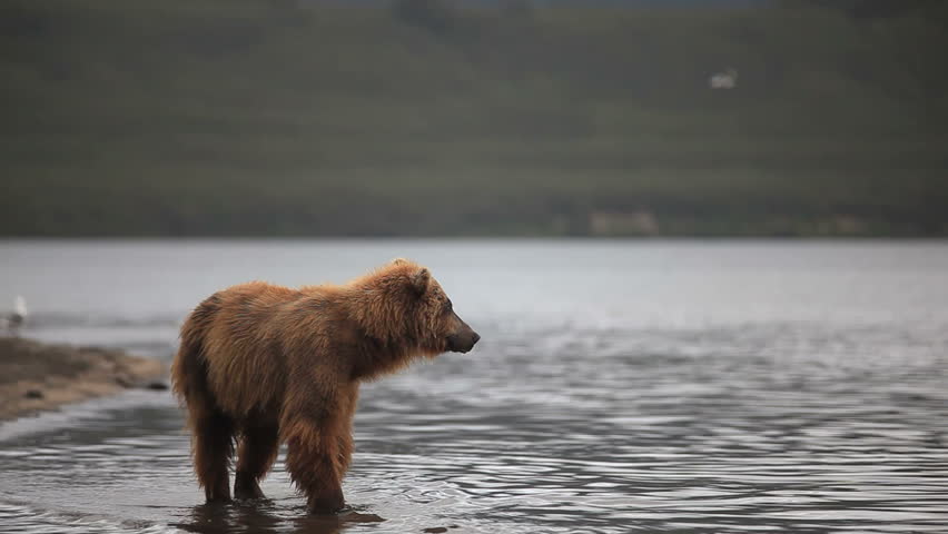 bears fishing 