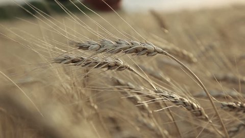 Ear of wheat In the men hands farmer