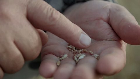 seeds of wheat In the men hands farmer