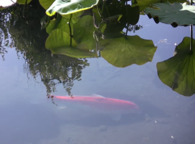 Koi Fish in Lotus Pond 2