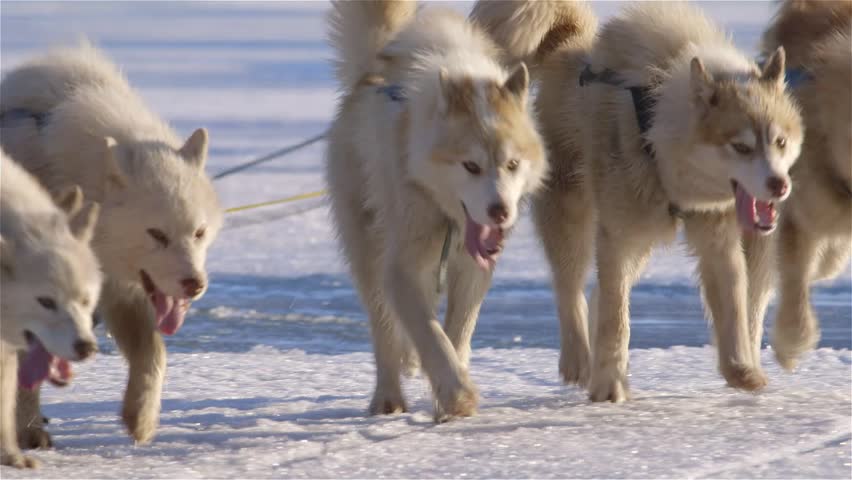 Arctic sled dogs pulling a qamutik across sea-ice.