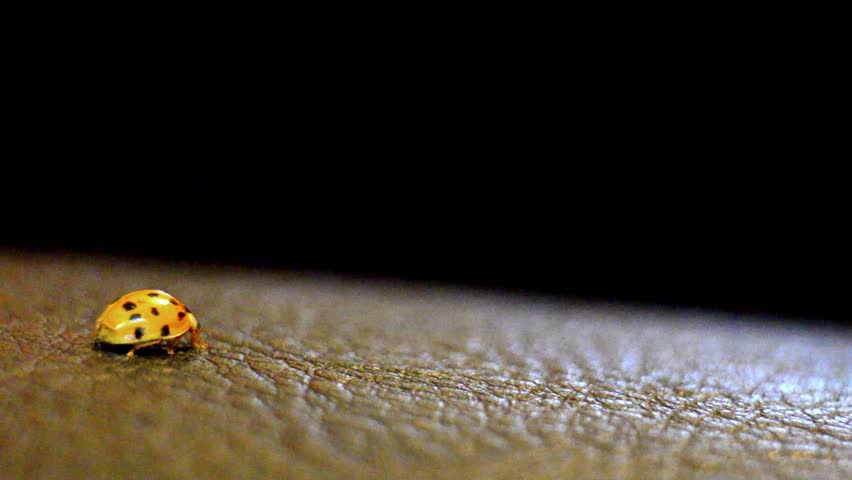 Ladybug on dark background Stock Video. Crawling from left to right over blur