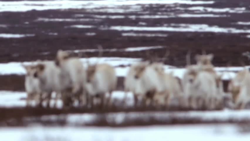 A heard of Caribou charging toward the camera.