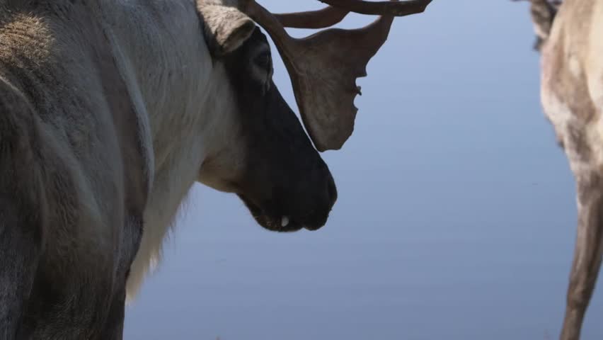 Caribou standing next to a small lake. (Tilt)