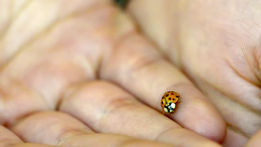 HD: Ladybird - Stock Video. HD 1080: Ladybird on hands, Tripod.