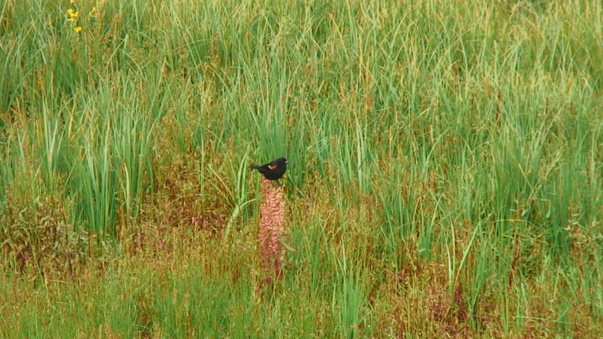 Single male Red-winged Blackbirds (Agelaius phoeniceus) perches amid marshland grass then flies away. Audio