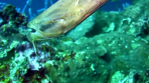 Trumpetfish (Aulostomus chinensis) opening mouth, close up