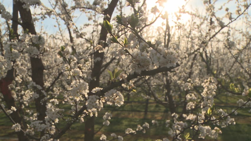 A slider shot of blossoms on a plum tree in a orchard in spring.