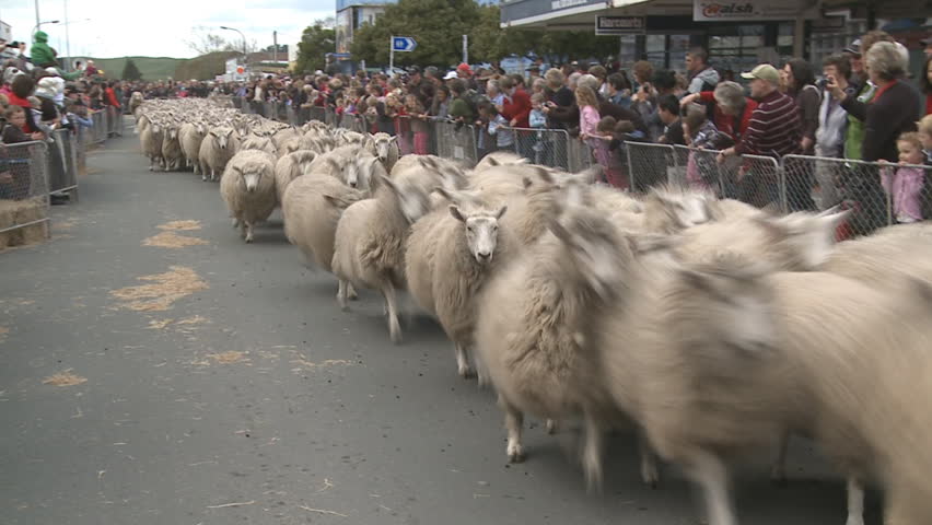 WAIPUKURAU, NEW ZEALAND-17 SEPTEMBER 2011:Around 1,000 sheep ran down the main