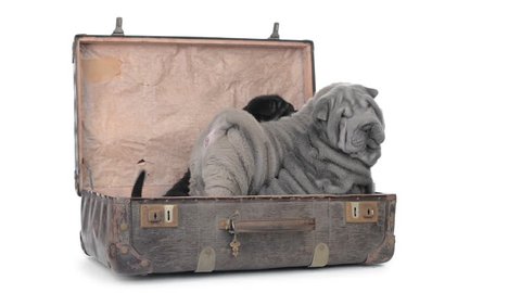 Three shar pei puppies sitting in an old suitcase