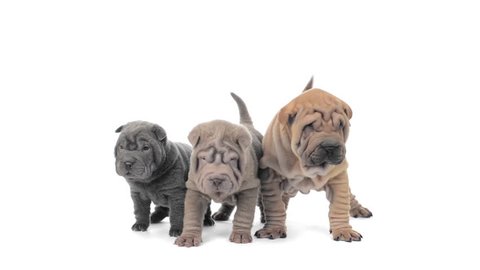 Three shar pei puppies standing and looking around