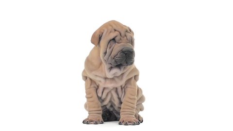 Shar pei puppy with hiccup sitting and looking around