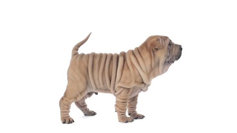 Shar pei puppy standing and looking around