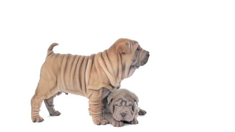 Two Shar pei puppies on a white background