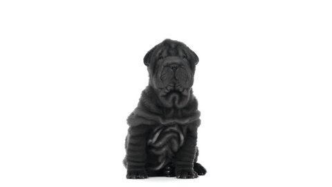Shar pei puppy sitting and looking around