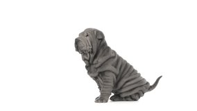 Shar pei puppy yawning, sitting and looking around