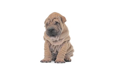 Shar pei puppy sitting, looking around and falling asleep